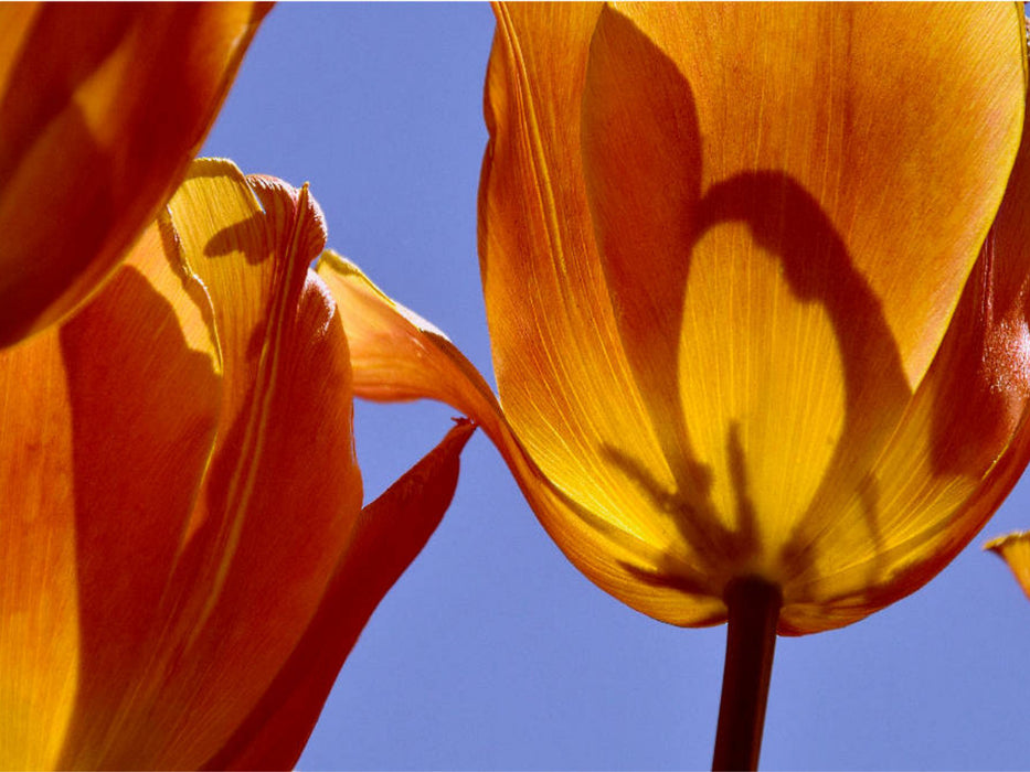 Tulipa Cairo - CALVENDO Foto-Puzzle'