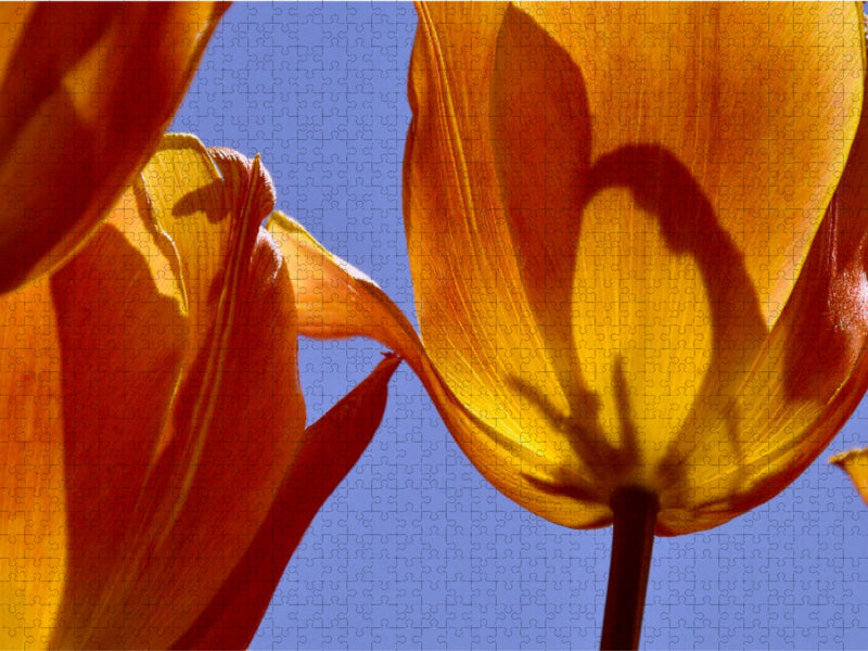 Tulipa Cairo - CALVENDO Foto-Puzzle'