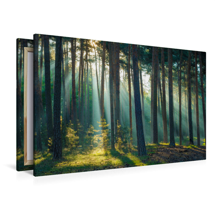 Premium Textil-Leinwand Wald im Harz