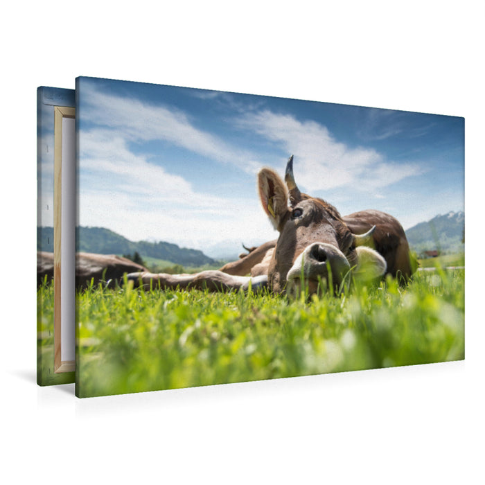 Premium Textil-Leinwand Liegendes Rind