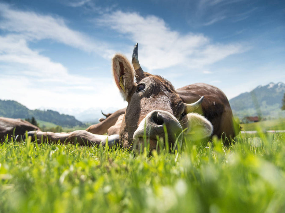 Liegendes Rind - CALVENDO Foto-Puzzle'