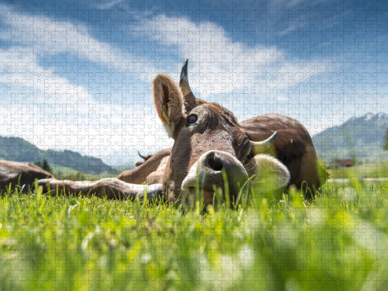 Liegendes Rind - CALVENDO Foto-Puzzle'