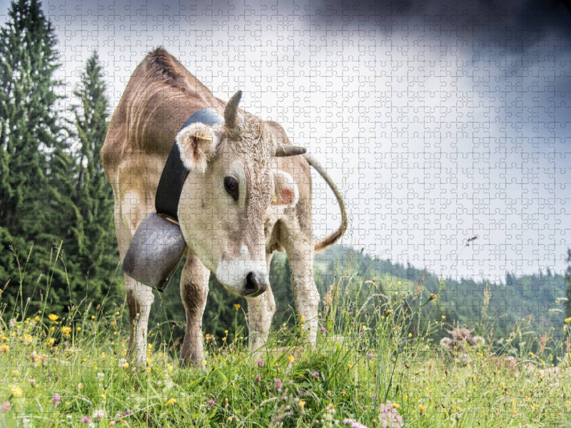 Neugieriges Braunvieh - CALVENDO Foto-Puzzle'