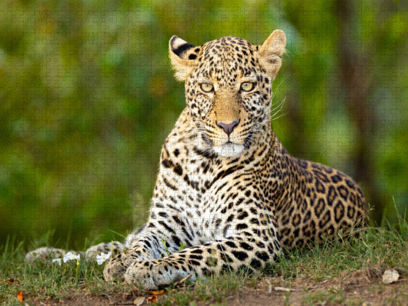 Auf dem Boden liegender Leopard beobachtet den Betrachter - CALVENDO Foto-Puzzle'
