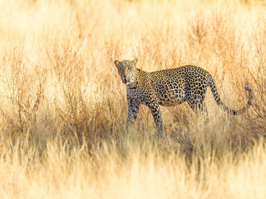 Leopard im trockenen Gras - CALVENDO Foto-Puzzle'