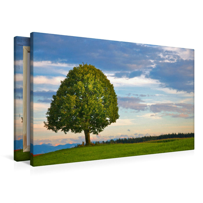 Premium Textil-Leinwand Abendlinde
