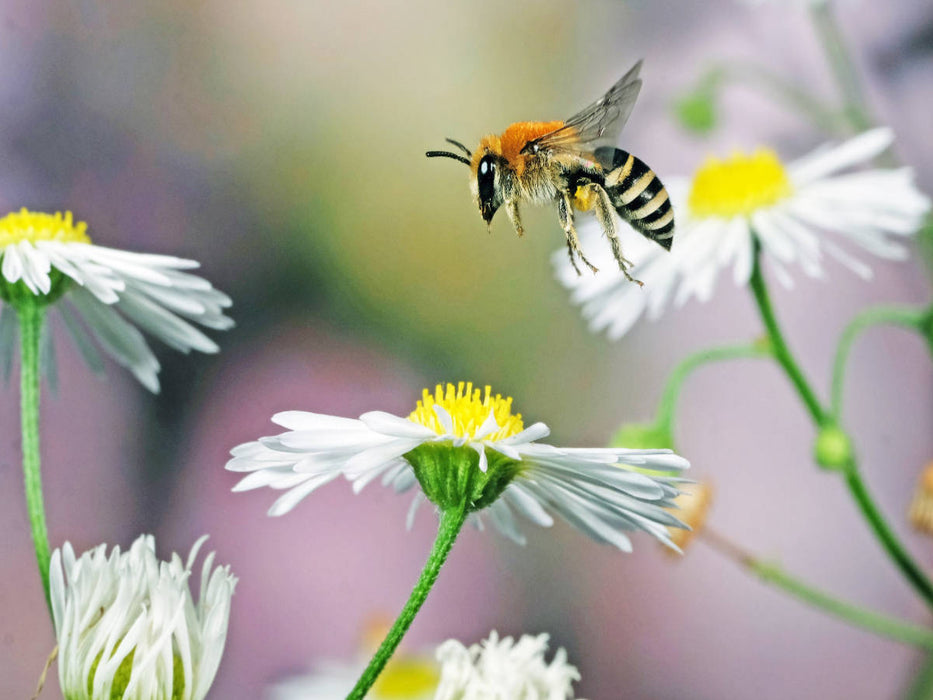Biene und Blumen - CALVENDO Foto-Puzzle'