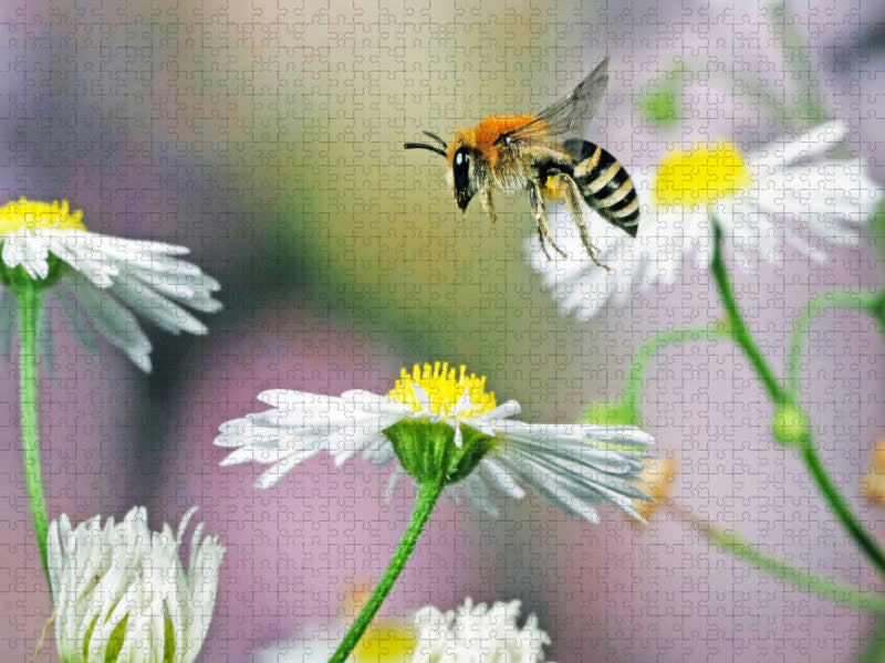Biene und Blumen - CALVENDO Foto-Puzzle'