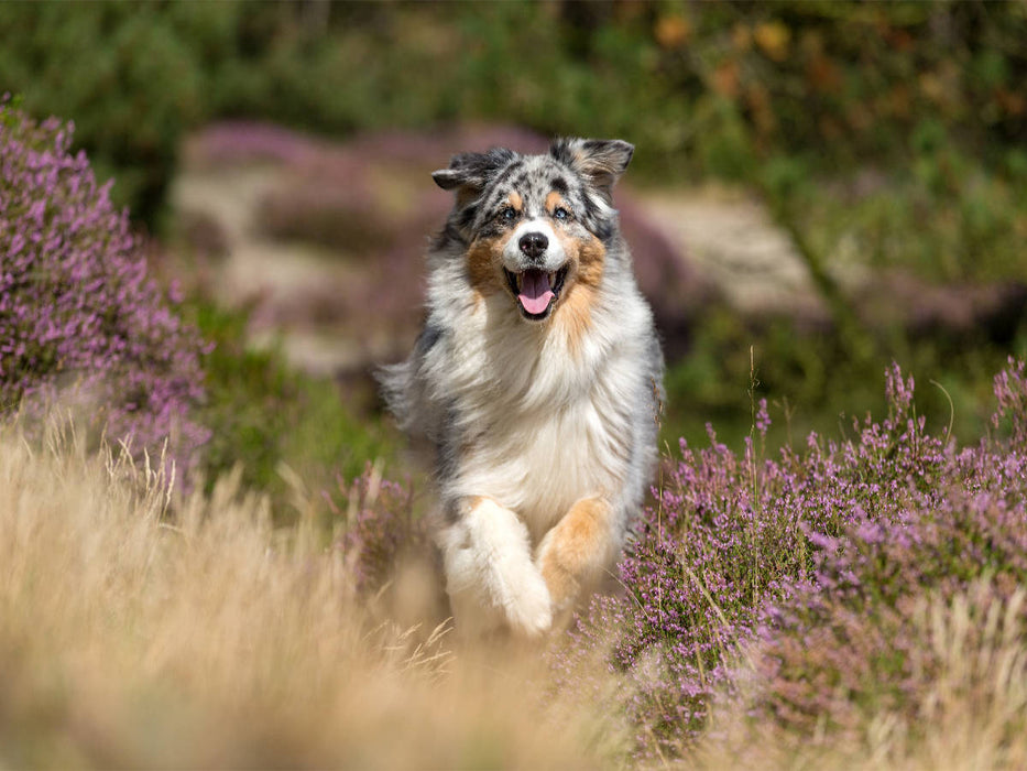 Australian Shepherd in herbstlicher Umgebung - CALVENDO Foto-Puzzle'