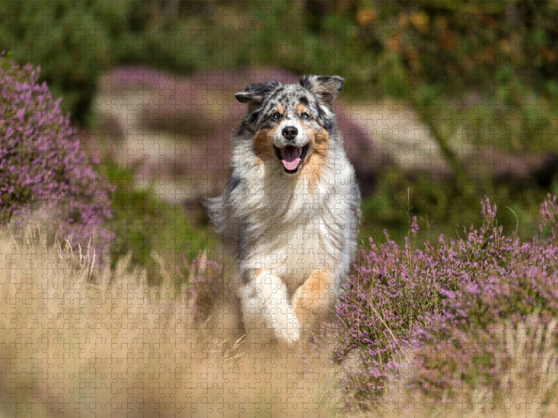 Australian Shepherd in herbstlicher Umgebung - CALVENDO Foto-Puzzle'