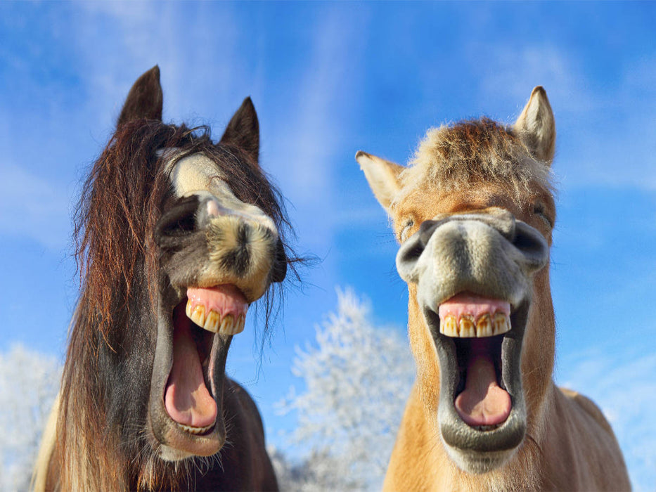 Tinker & Fjordpferd / Gypsy Cob & Fjiord - CALVENDO Foto-Puzzle'