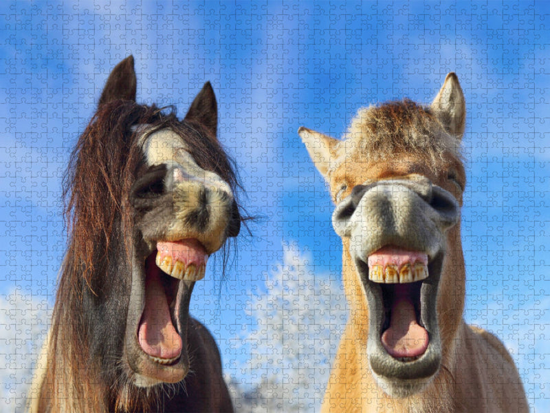 Tinker & Fjordpferd / Gypsy Cob & Fjiord - CALVENDO Foto-Puzzle'