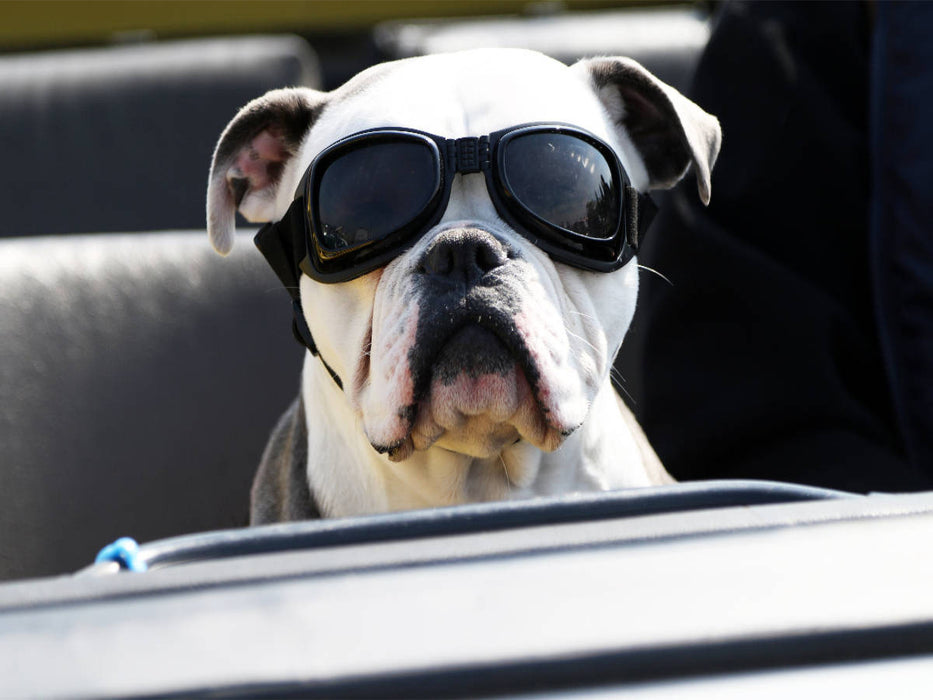 Cooler Beifahrer - CALVENDO Foto-Puzzle'