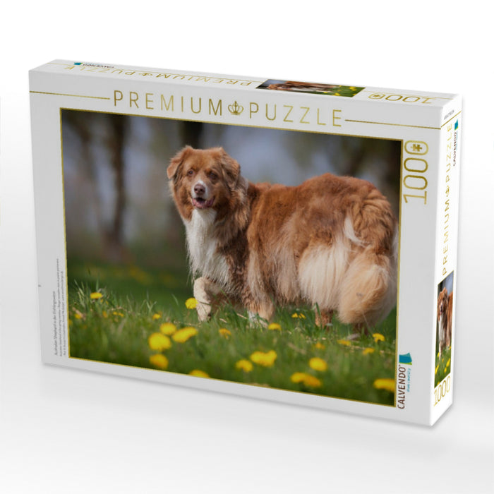 Australian Shepherd in der Frühlingswiese - CALVENDO Foto-Puzzle'
