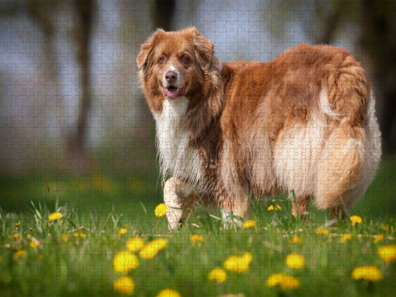 Australian Shepherd in der Frühlingswiese - CALVENDO Foto-Puzzle'