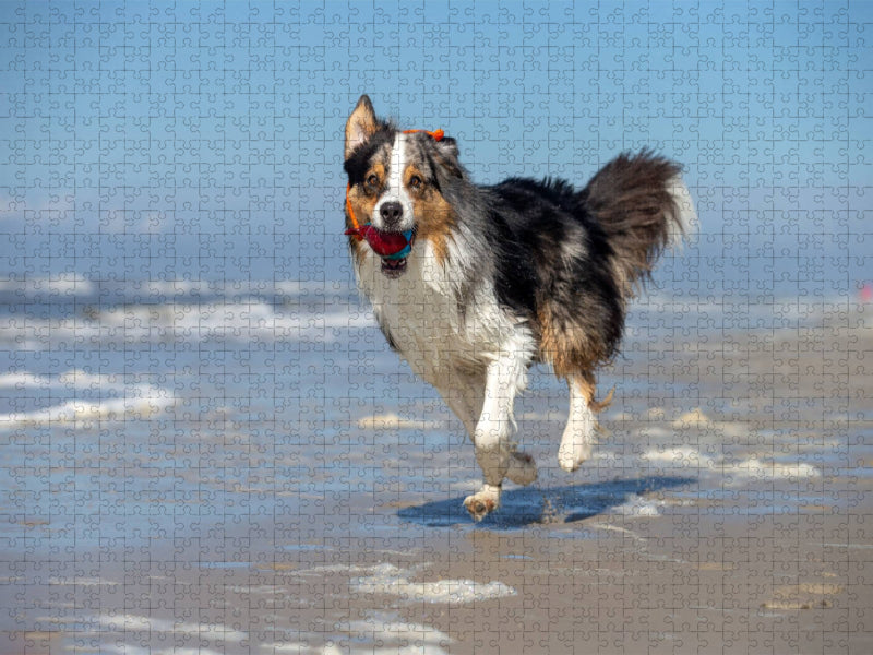 Australian Shepherd hat Spaß am Strand - CALVENDO Foto-Puzzle'