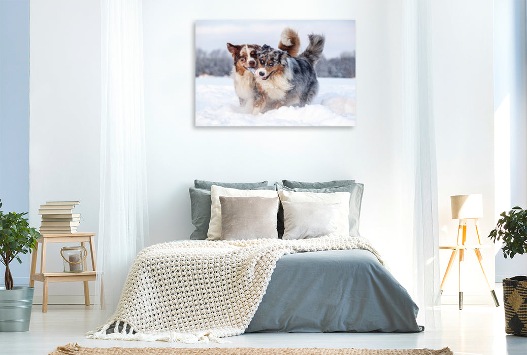 Premium Textil-Leinwand Premium Textil-Leinwand 120 cm x 80 cm quer Australian Shepherds haben Spaß im Schnee