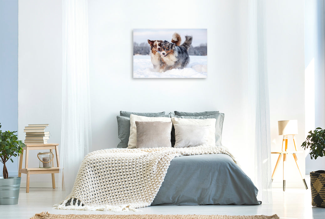 Premium Textil-Leinwand Premium Textil-Leinwand 120 cm x 80 cm quer Australian Shepherds haben Spaß im Schnee