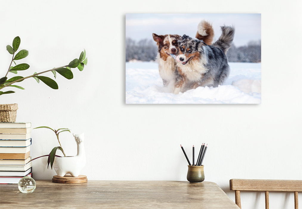 Premium Textil-Leinwand Premium Textil-Leinwand 120 cm x 80 cm quer Australian Shepherds haben Spaß im Schnee