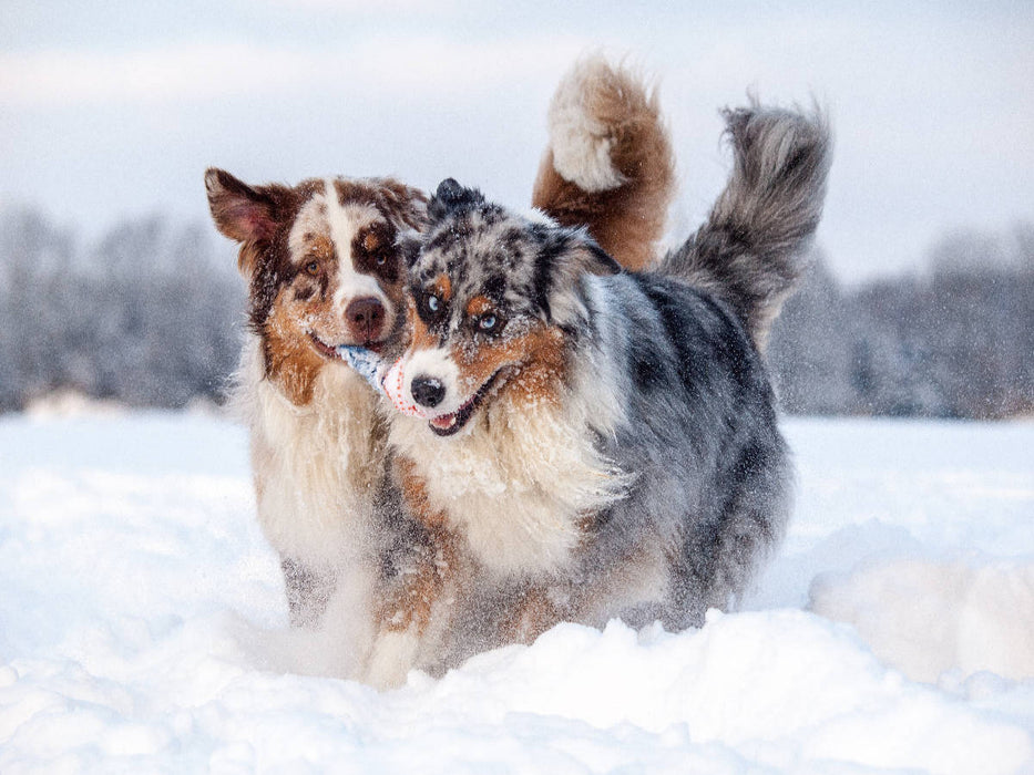 Australian Shepherds haben Spaß im Schnee - CALVENDO Foto-Puzzle'