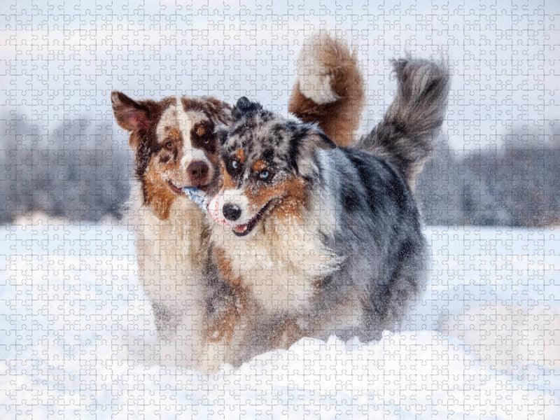 Australian Shepherds haben Spaß im Schnee - CALVENDO Foto-Puzzle'