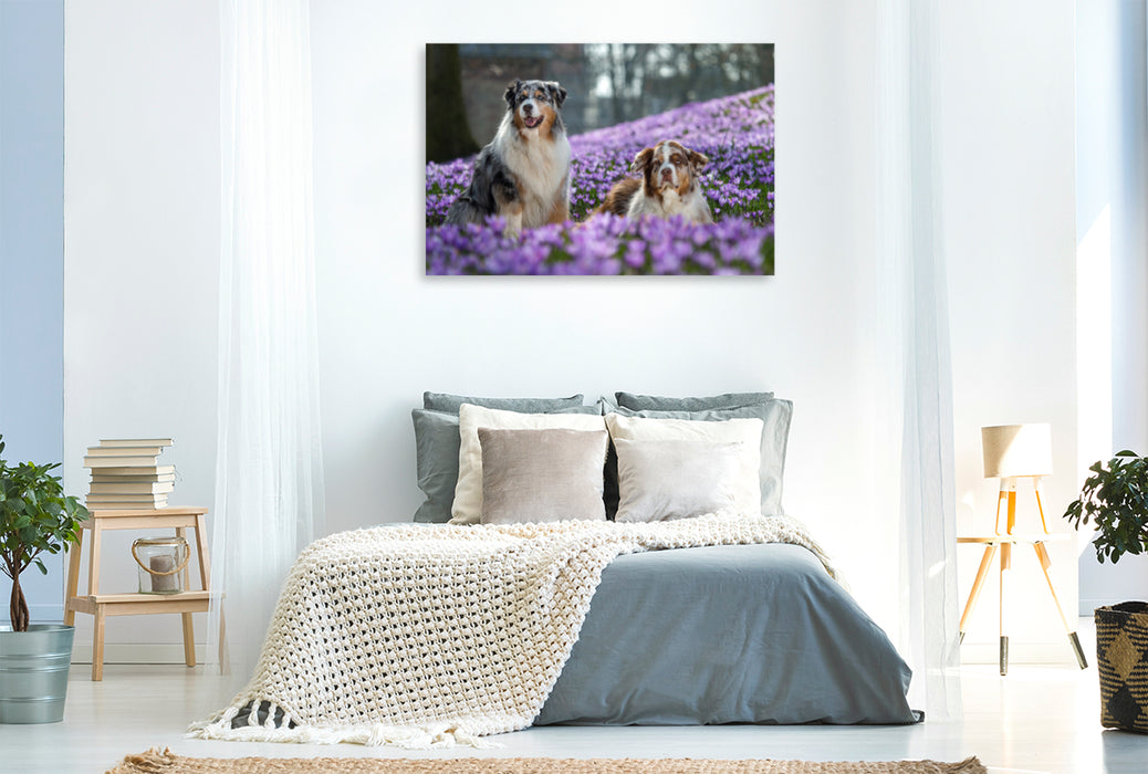 Premium Textil-Leinwand Premium Textil-Leinwand 120 cm x 80 cm quer Australian Shepherd im Krokussmeer