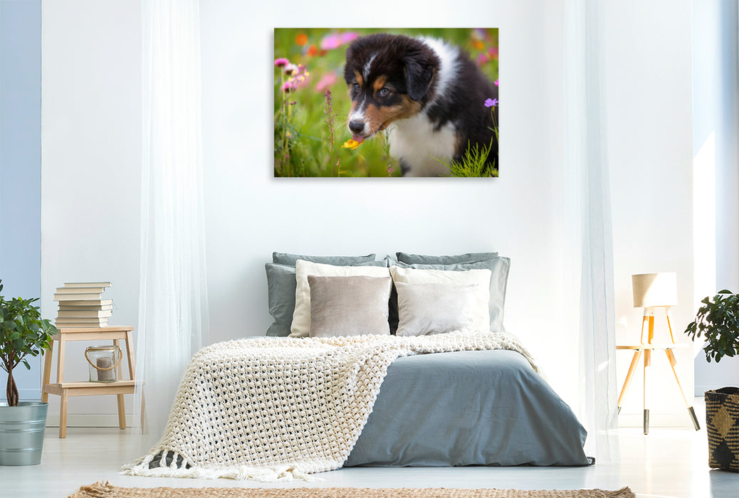 Premium Textil-Leinwand Premium Textil-Leinwand 120 cm x 80 cm quer Australian Shepherd Welpe leckt an einer Blüte