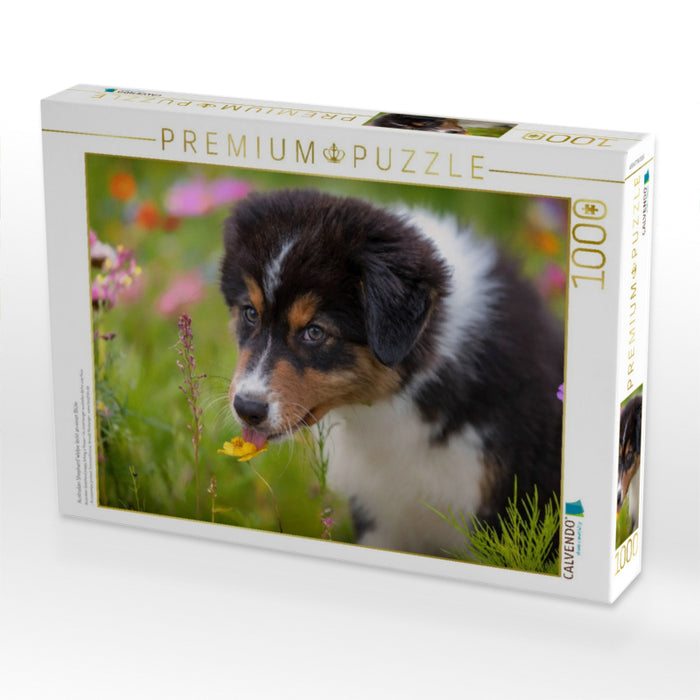 Australian Shepherd Welpe leckt an einer Blüte - CALVENDO Foto-Puzzle'