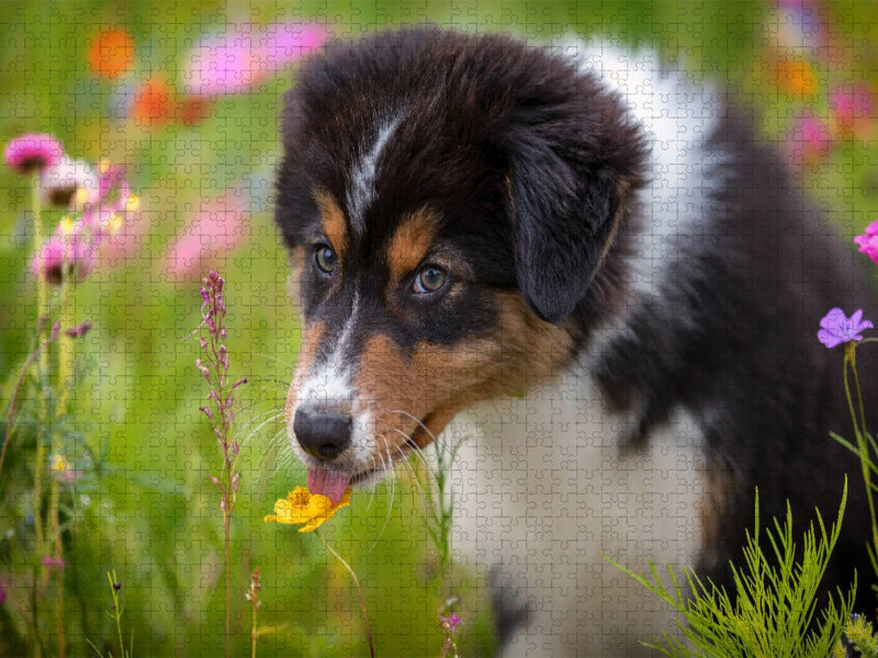 Australian Shepherd Welpe leckt an einer Blüte - CALVENDO Foto-Puzzle'