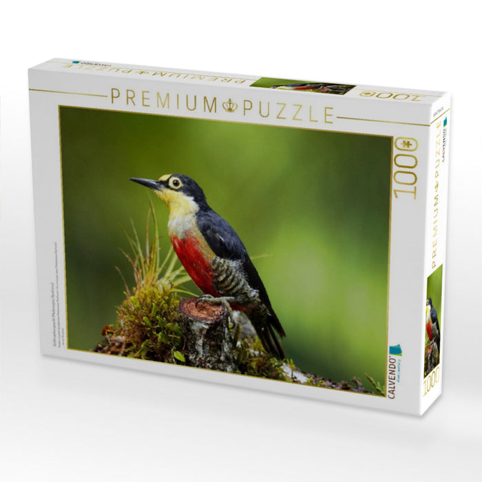 Goldmaskenspecht (Melanerpes flavifrons) - CALVENDO Foto-Puzzle'