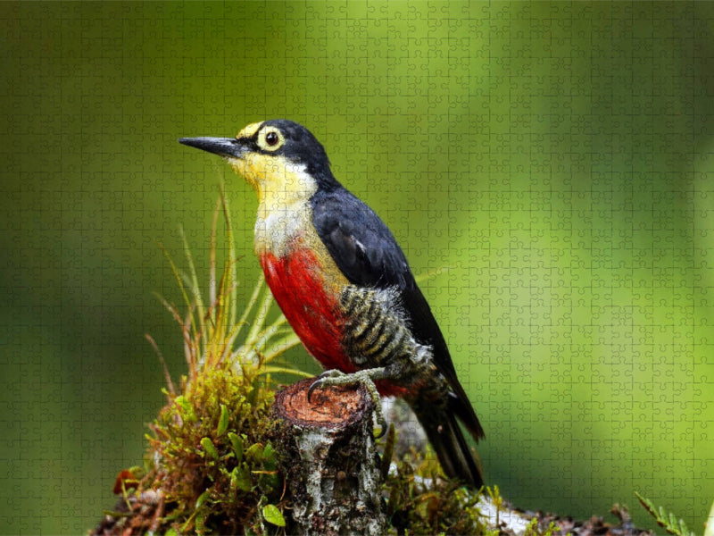 Goldmaskenspecht (Melanerpes flavifrons) - CALVENDO Foto-Puzzle'