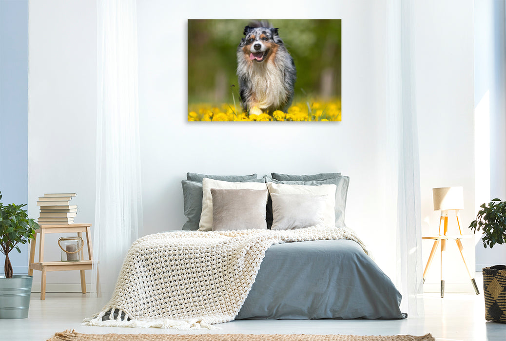 Premium Textil-Leinwand Premium Textil-Leinwand 120 cm x 80 cm quer Australian Shepherd im Frühling