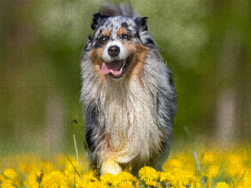 Australian Shepherd im Frühling - CALVENDO Foto-Puzzle'
