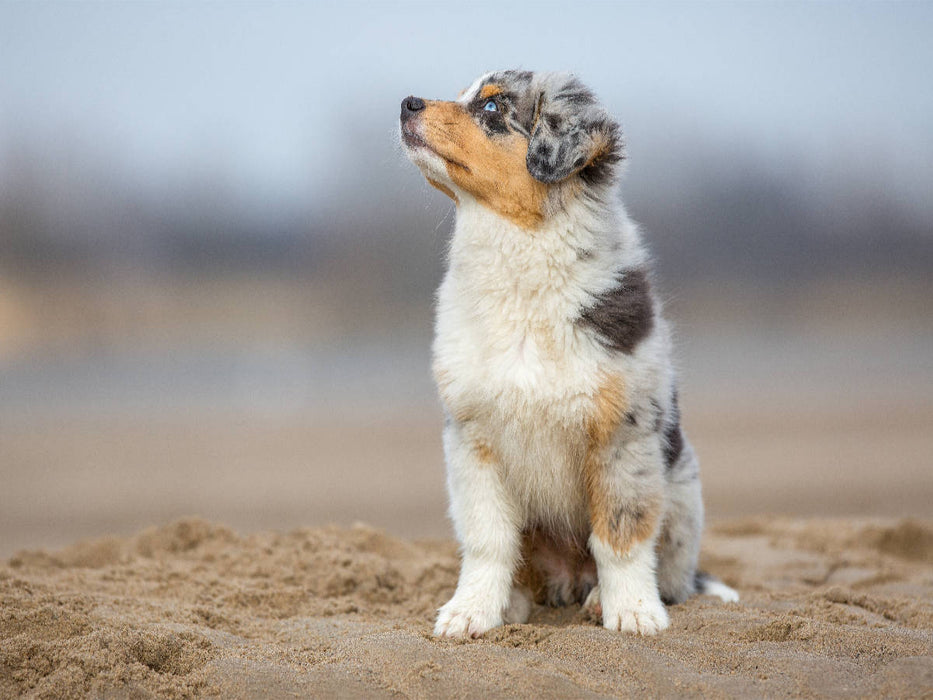 Australian Shepherd Welpe am Strand - CALVENDO Foto-Puzzle'