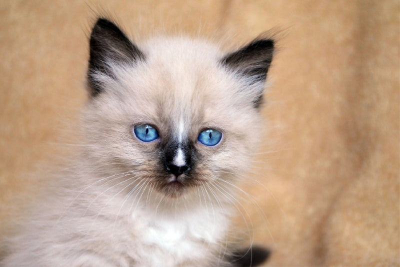 Premium Textil-Leinwand Ragdoll Mix