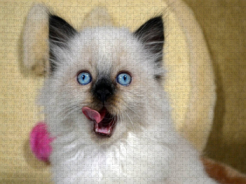 Ragdoll Mix - CALVENDO Foto-Puzzle'