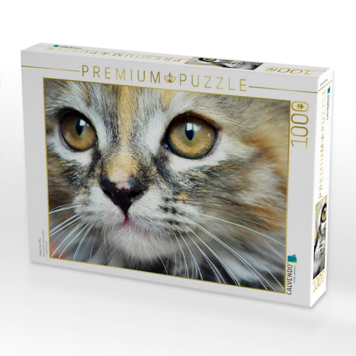 Maine Coon Mix - CALVENDO Foto-Puzzle'