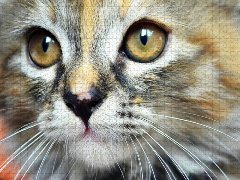 Maine Coon Mix - CALVENDO Foto-Puzzle'