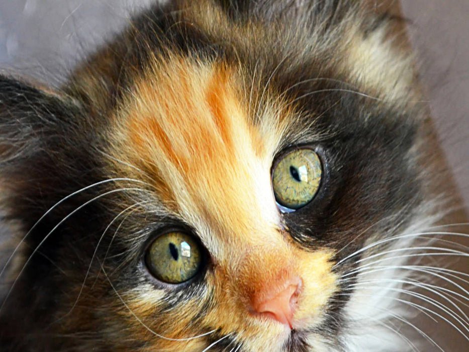 Maine Coon Mix - CALVENDO Foto-Puzzle'