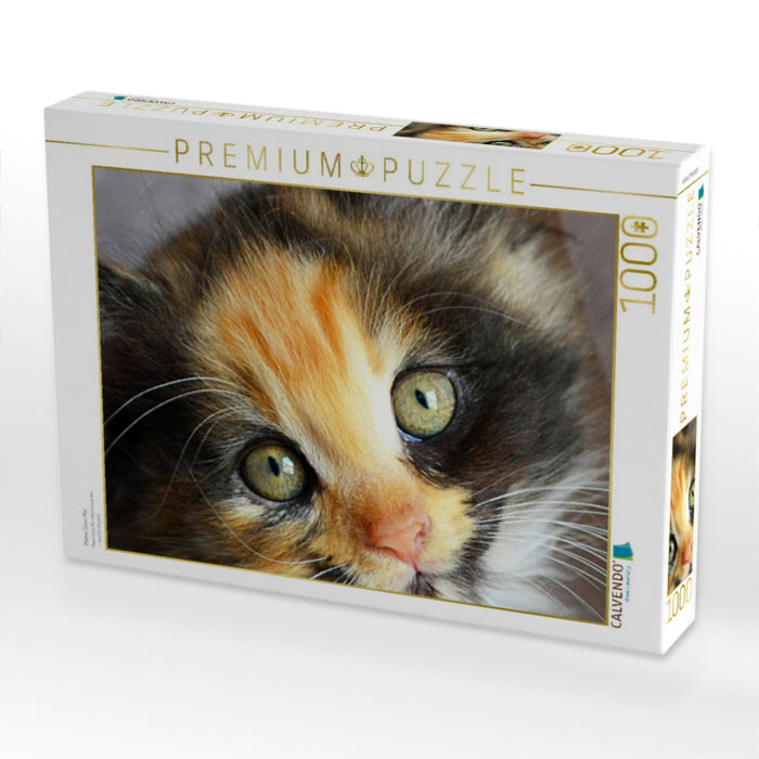 Maine Coon Mix - CALVENDO Foto-Puzzle'