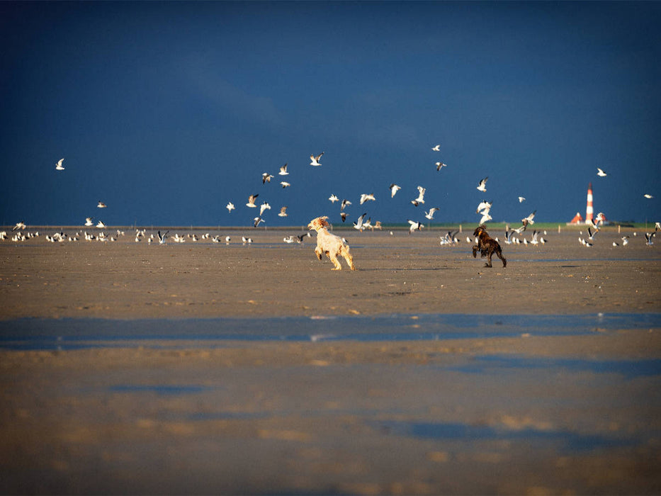 Afghanen jagen Möwen am Strand von Sankt Peter-Ording - CALVENDO Foto-Puzzle'
