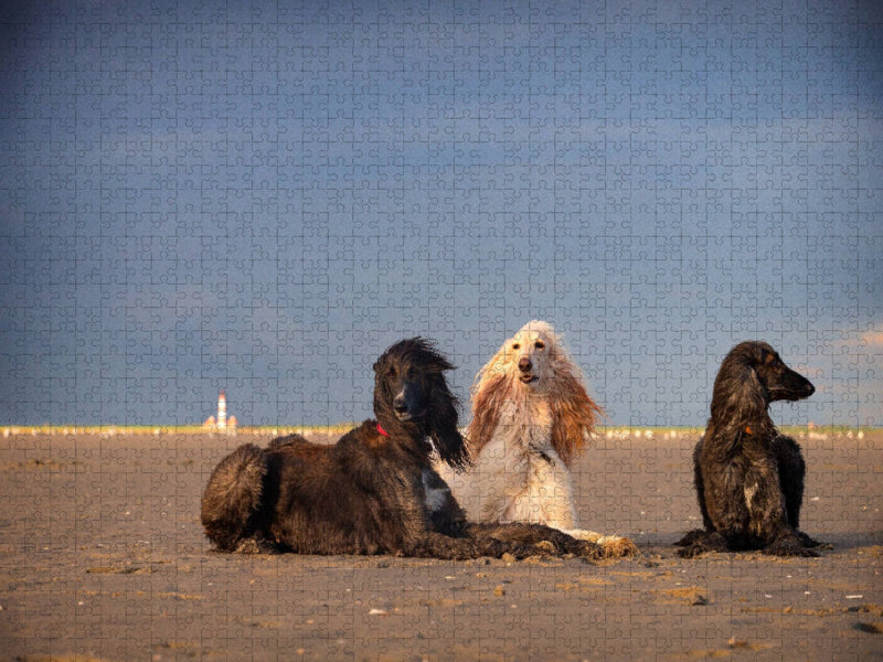 Afghanische Windhunde liegen am Strand in Sankt Peter-Ording - CALVENDO Foto-Puzzle'