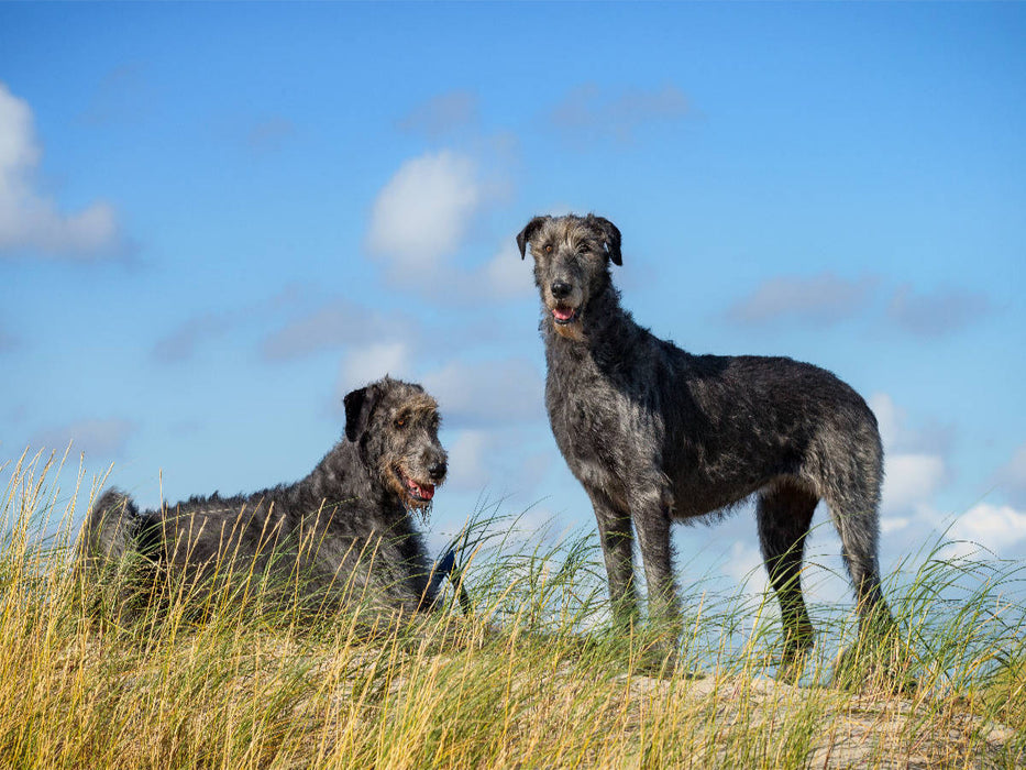 Irische Wolfshunde stehen auf einer Düne - CALVENDO Foto-Puzzle'