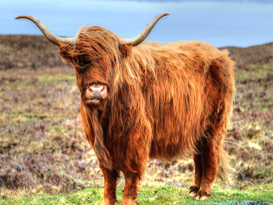 Highland Cattle - CALVENDO Foto-Puzzle'
