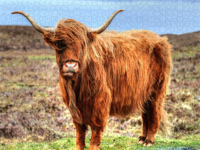 Highland Cattle - CALVENDO Foto-Puzzle'