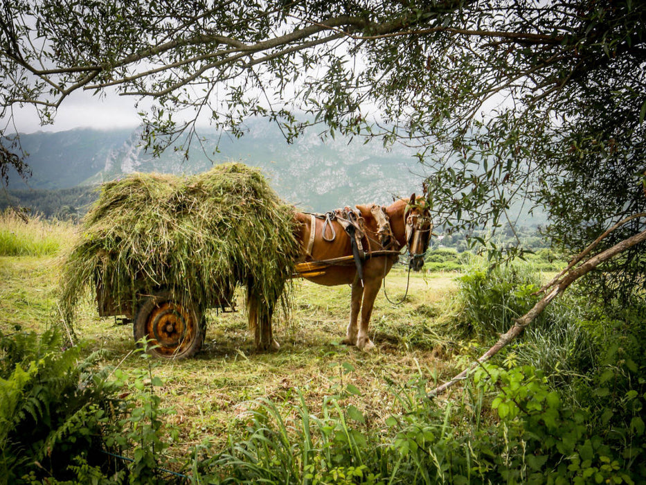Pferd mit einem Karren voll Heu - CALVENDO Foto-Puzzle'