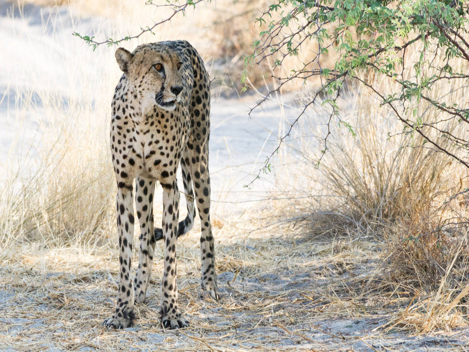 Gepard in der Central Kalahari, Botswana - CALVENDO Foto-Puzzle'