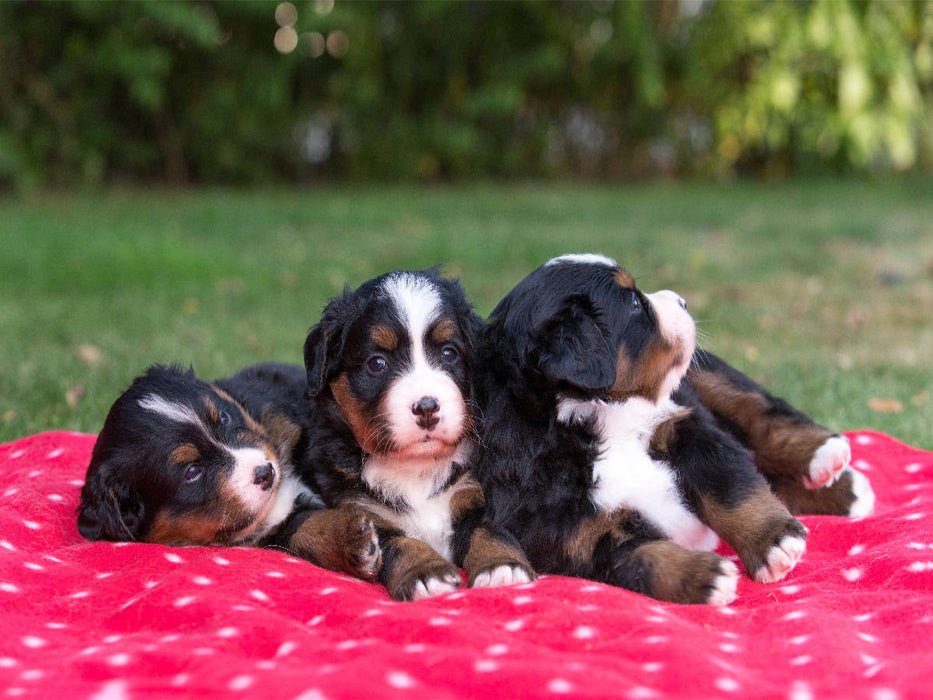 Niedliche Berner Sennenhund Welpen - CALVENDO Foto-Puzzle'