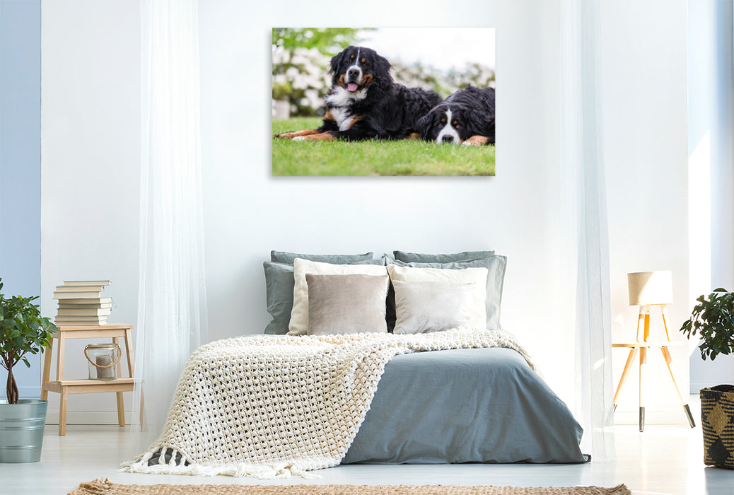 Premium Textil-Leinwand Premium Textil-Leinwand 120 cm x 80 cm quer Berner Sennenhunde im Frühling