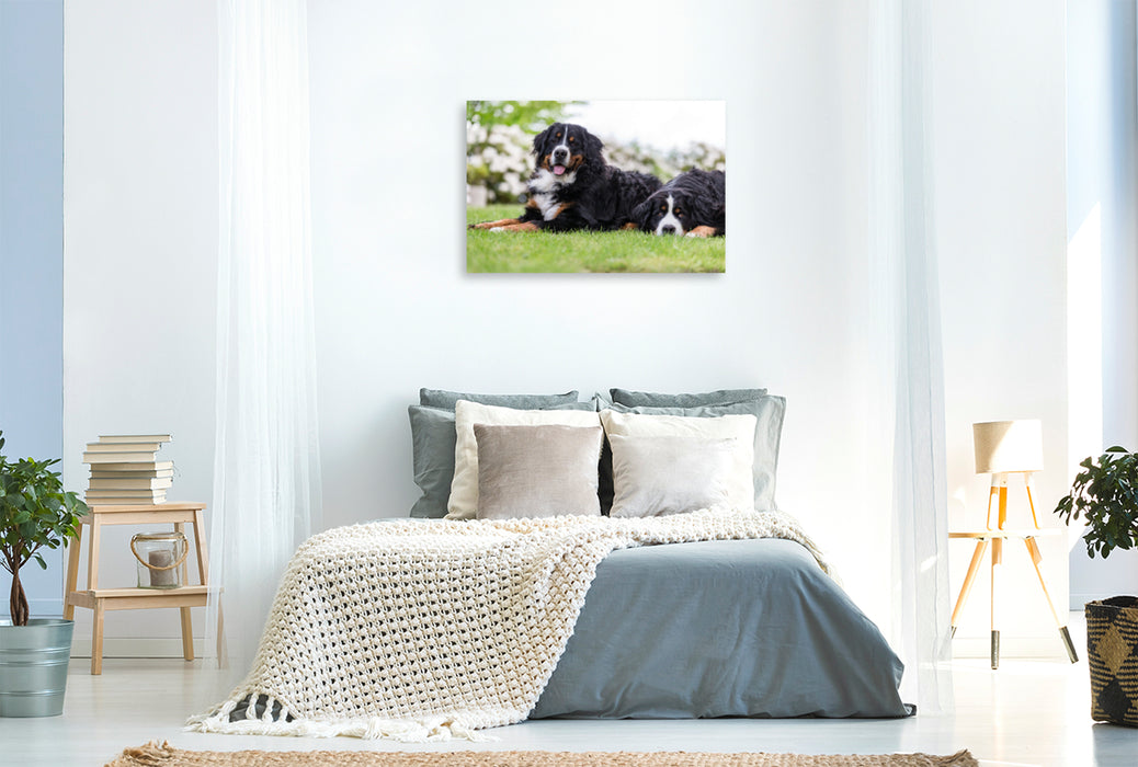 Premium Textil-Leinwand Premium Textil-Leinwand 120 cm x 80 cm quer Berner Sennenhunde im Frühling